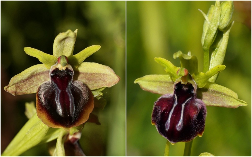 Ophrys tardive e altre orchidee in Epiro - Grecia settentrionale  22_30 maggio 2024.